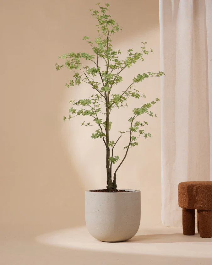 Miniatuur 1