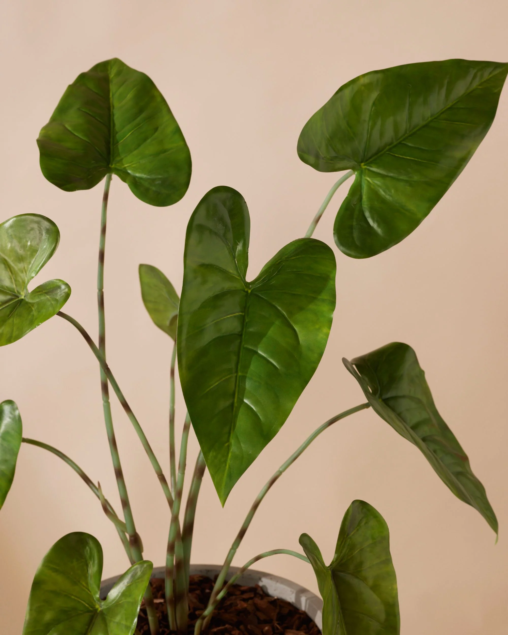 Kunstplant Alocasia zebrina 75 cm - Image 5